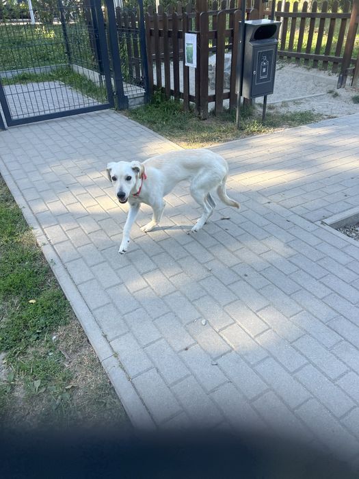 Oddam Szczeniaka 7 miesięcy