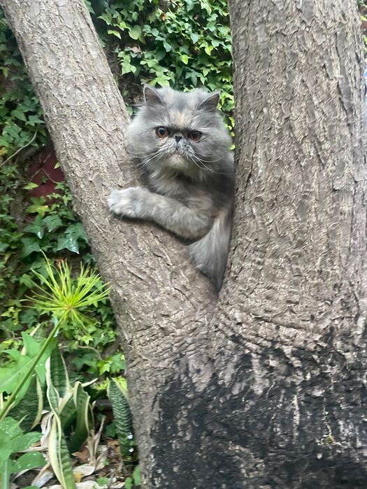 Procuro gato macho persa para acasalar com a minha fêmea