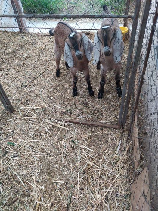 Козлики англонубійці