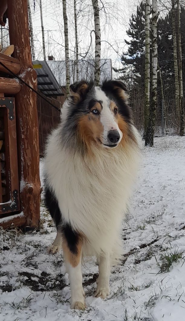 Suczka Owczarek Szkocki Blue merle