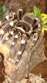 acanthoscurria geniculata 7/8dc