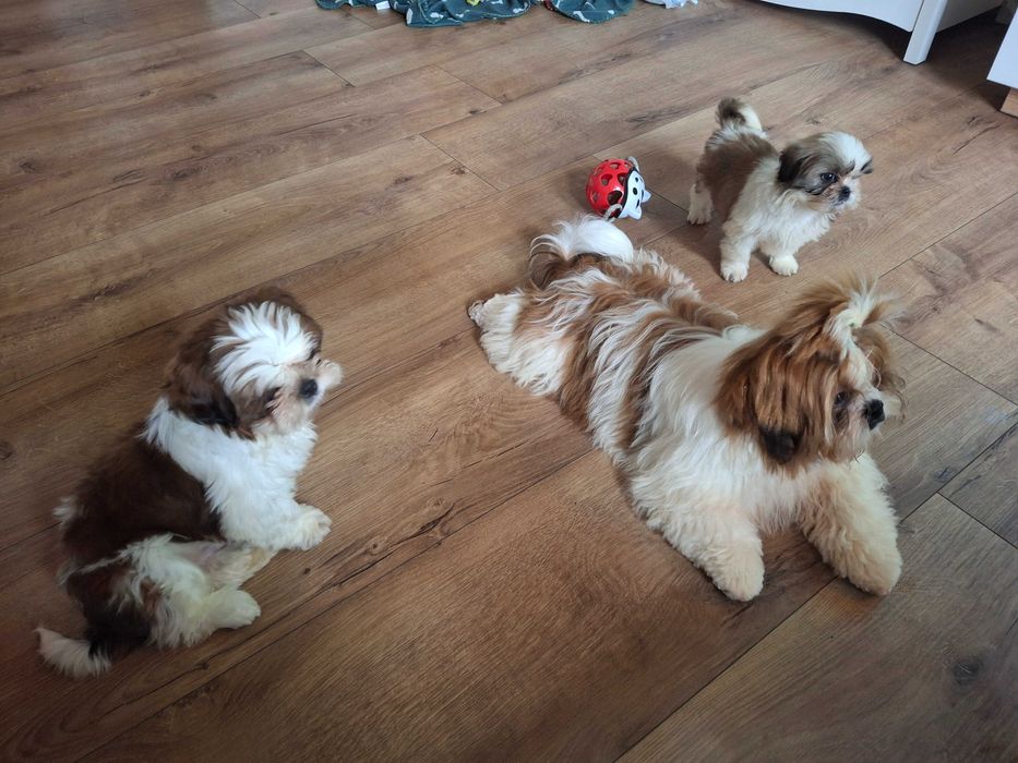 Biało-rudy piesek rodowód ZHPR wyprawka