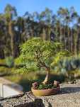 Bonsai pseudolarix 22 anos