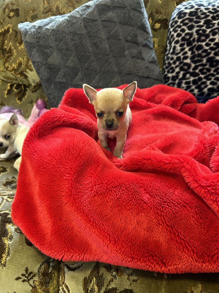 Mini Chihuahua piesek z rodowodem