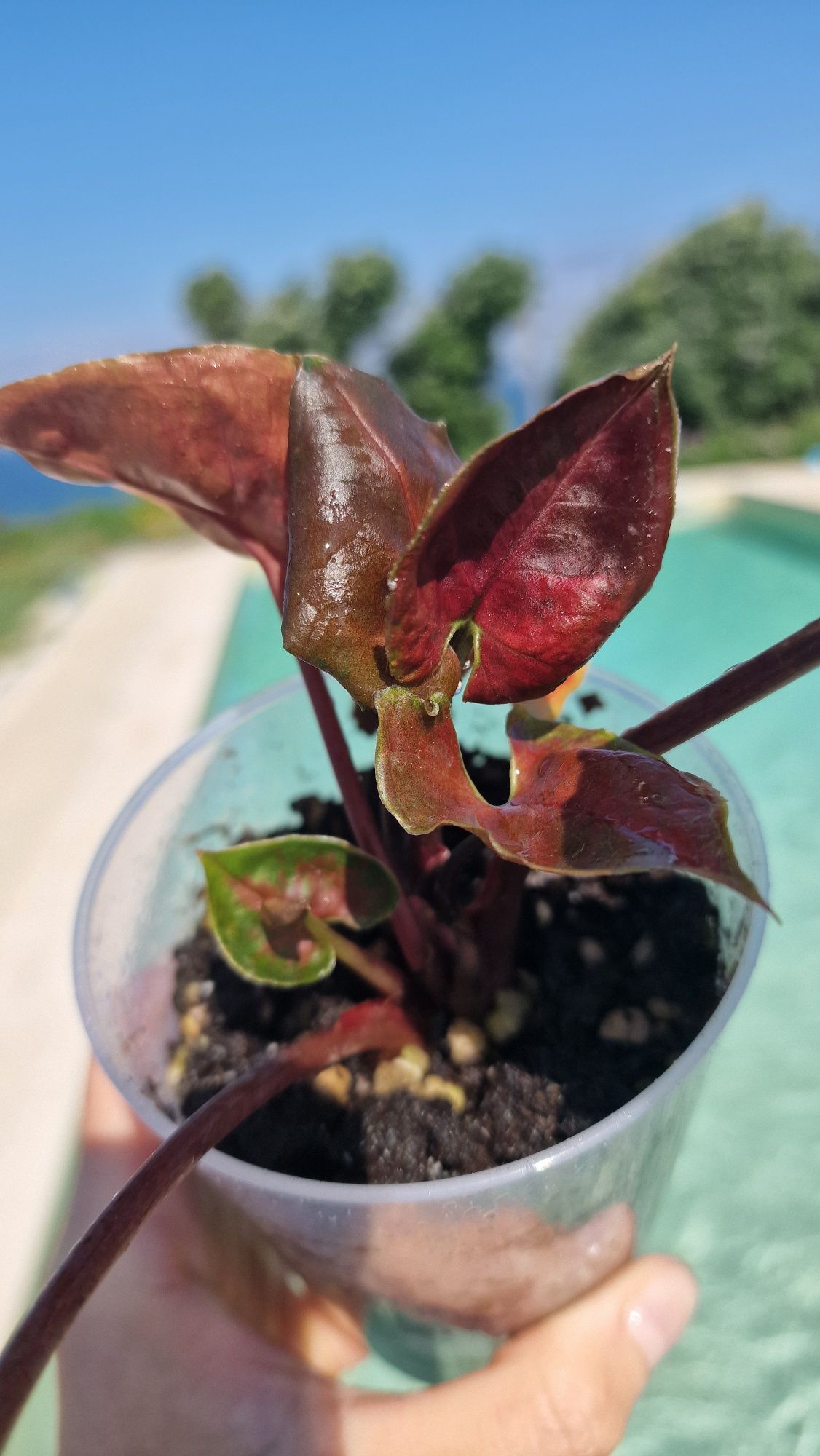 Syngonium strawberry ice galaxy