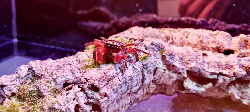 Krab mangrowy (Sesarma mederi)