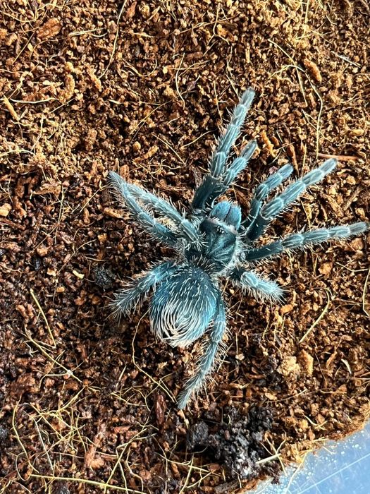 Chromatopelma cyaneopubescens