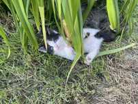 Kotki w genach Maine Coon