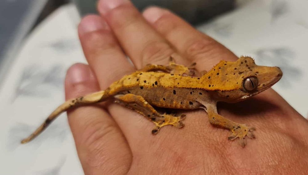 Gekon orzęsiony - Crested Gecko - podrostek