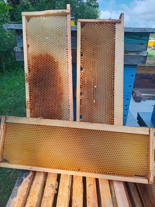 Рамки-сушь с разделителем Гофмана