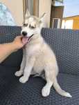 Syberyjski husky piesek niebieskie oczka