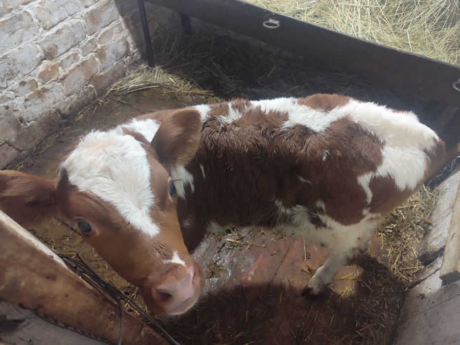 Продам теля (бик)