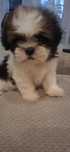 Szczeniak Shih Tzu