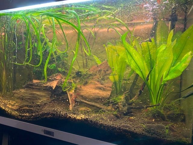 Aquario Juwel com peixes , plantas  naturais pronto a funcionar!