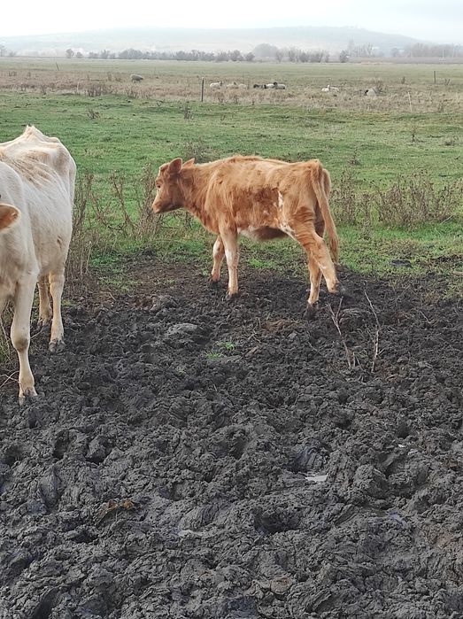 Продам тёлку 15000