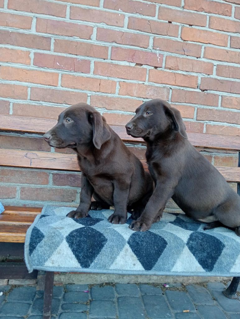 Szczeniak Labrador Retriever