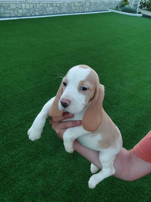 Beagle   bicolor