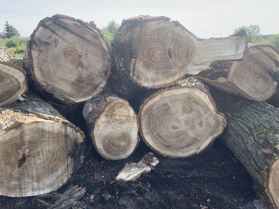 Drzewo tartaczne Dąb Topola dłuzyce