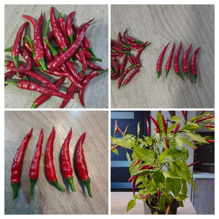 Насіння перцю декоративного