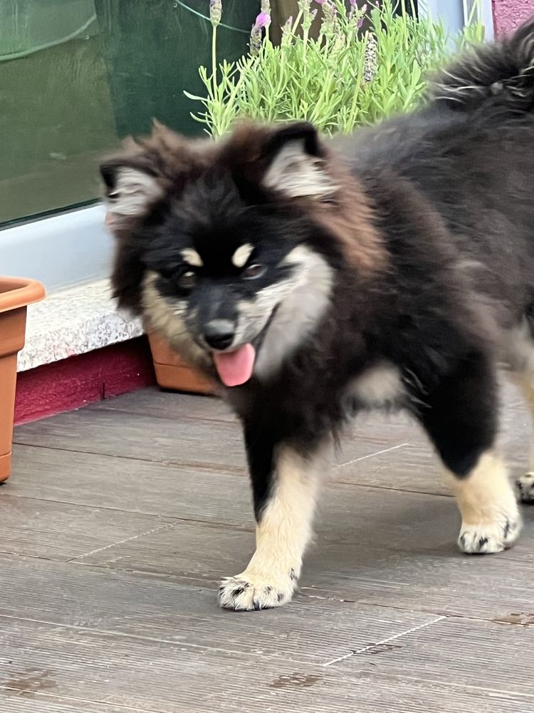 Spitz Alemão pequeno