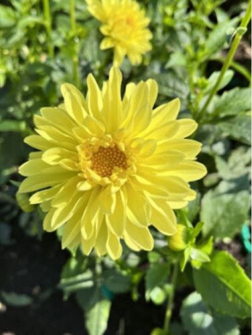 Віддам жоржини високорослі