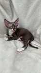 Devon rex kocurek, FPL rodowod