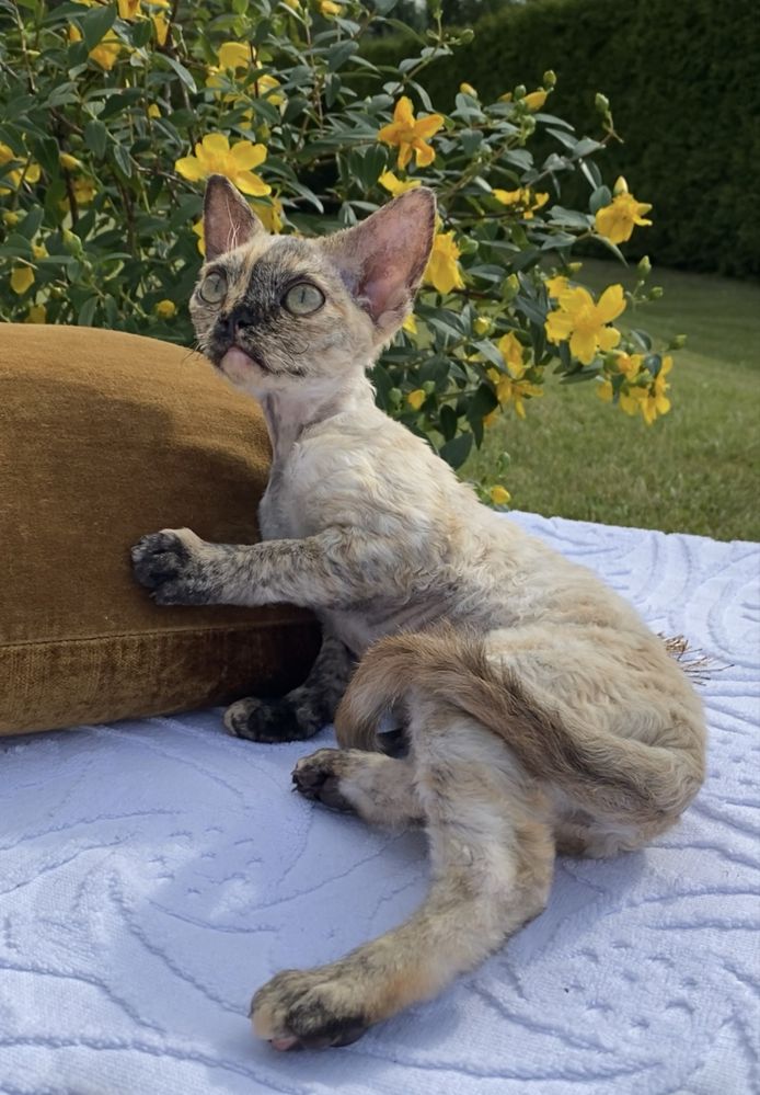 Harmony Calvados*PL  Kochana dziewczynka Devon Rex, zapytaj o filmiki!