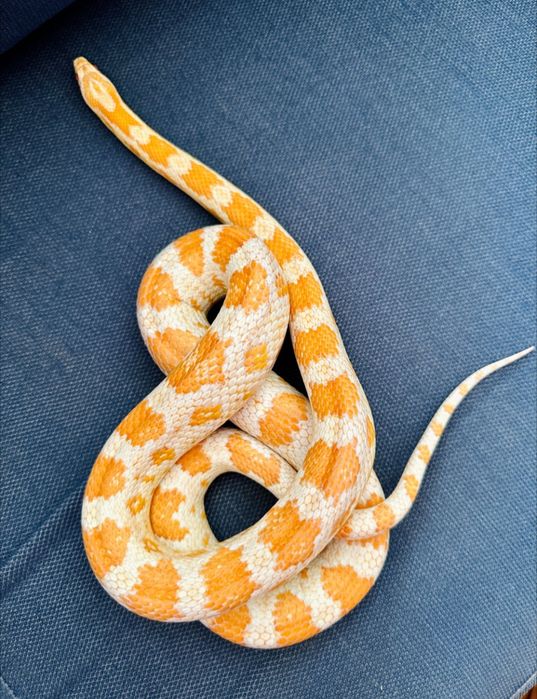 Wąż zbożowy albinos - dziewczynka