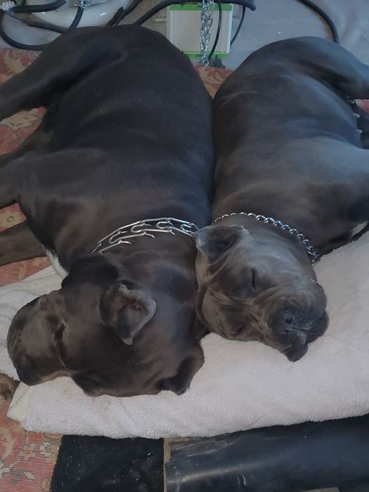 Клубные щенки cane-corso Italiano.