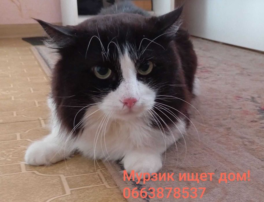 2 симпатичных котика, которые потеряли хозяина, ищут дом!