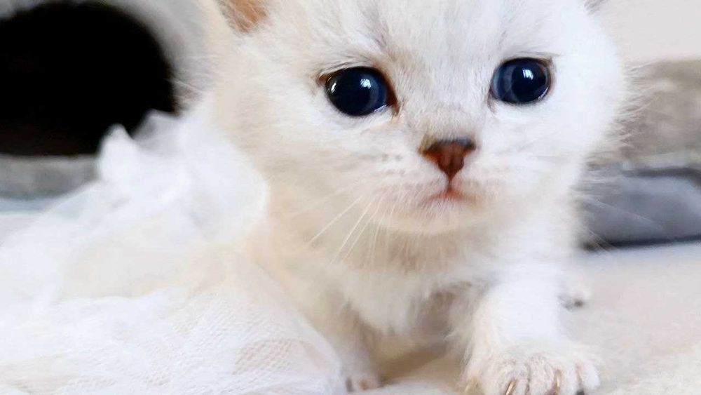 Яскраві шскотландські кошенята