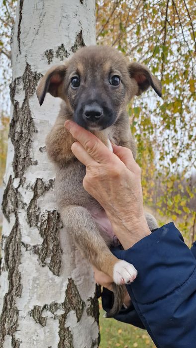 Щеня дівчинка 1.5 місяці, буде середньою