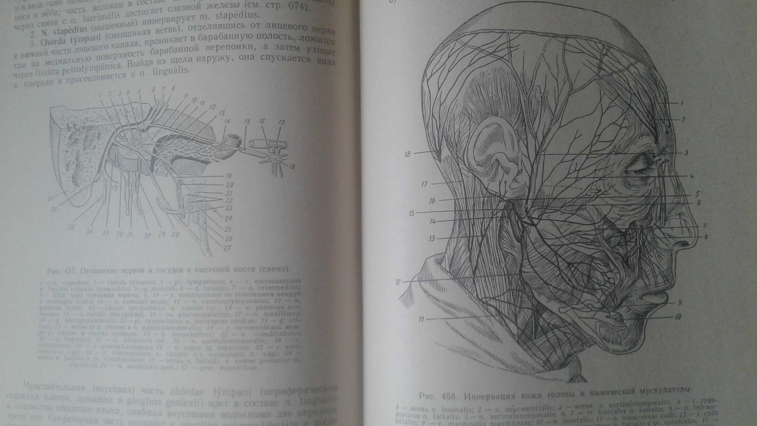 Анатомия человека  1968 год Привес