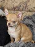 chihuchihuahua   (piesek mini XS  czekoladowy nosek)