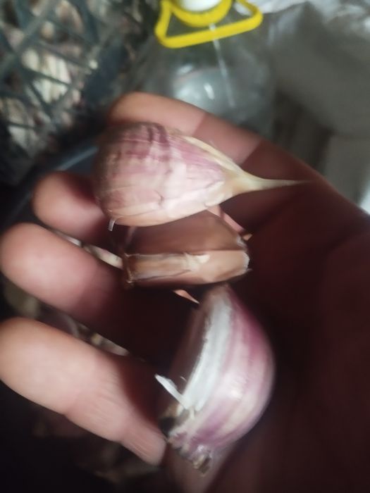 Чеснок (часник) сорт Любаша калибр 50-60+