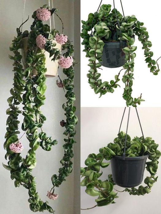 Драцена санрайз шлюмберга фікус сансевієрія маранта і