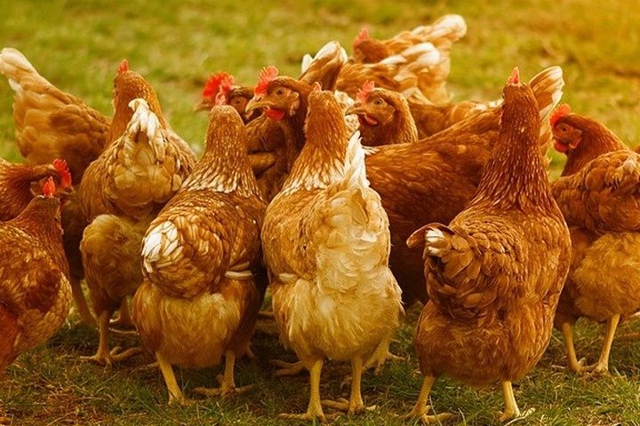 Інкубаційне яйце м'ясо-яєчного направлення кучінська бройлери