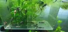 Ancistrus albinos
