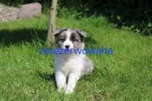GOTOWE DO ODBIORU! Border collie suczka blue merle