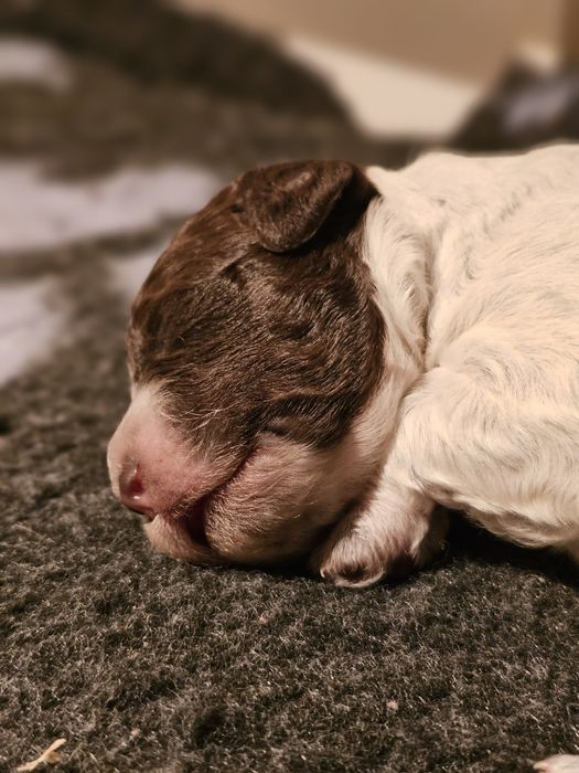 Lagotto romagnolo- piękna suczka