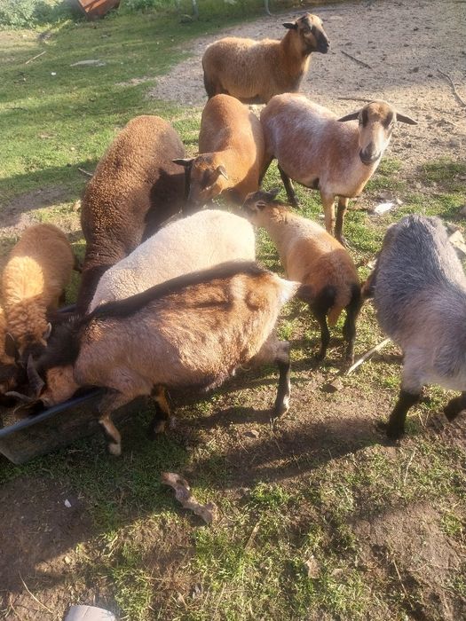 Owce kamerunskie  zakocone