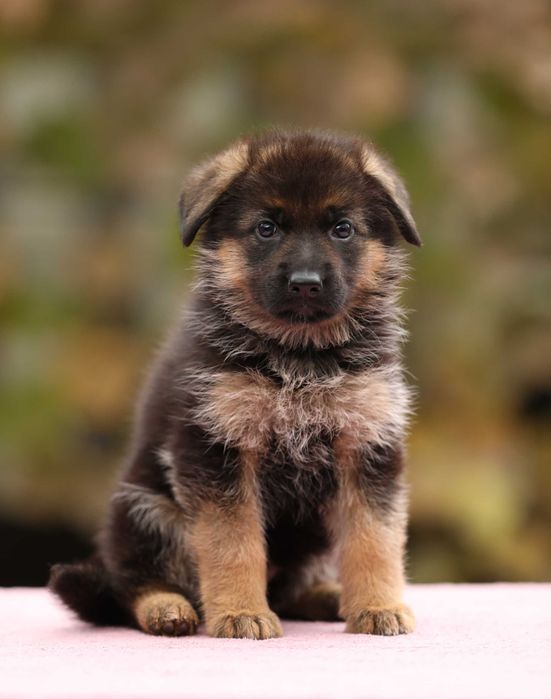 Цуценята німецької вівчарки