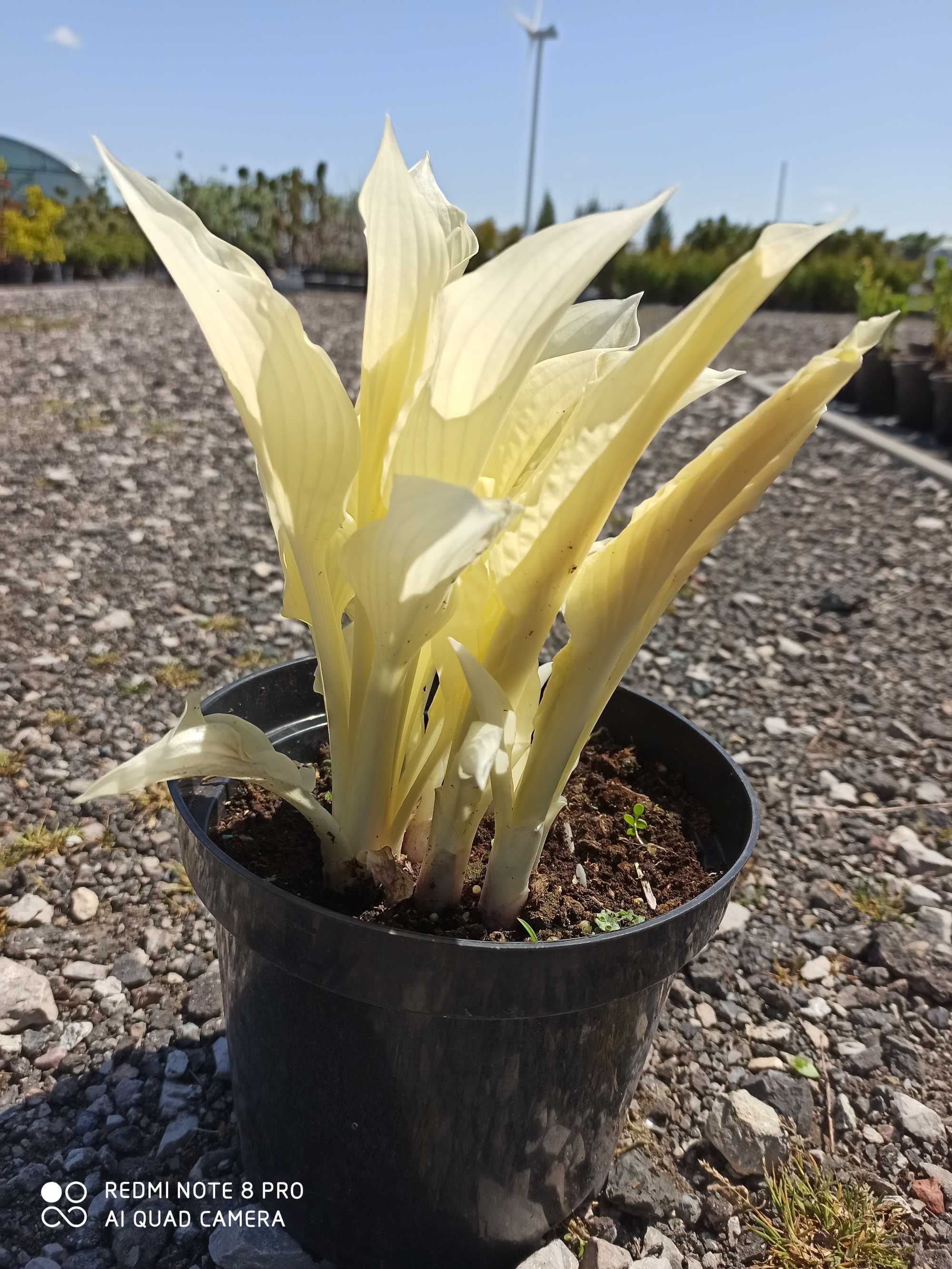 Hosta biała White Feather, duża sadzonka doniczka 3 litry!