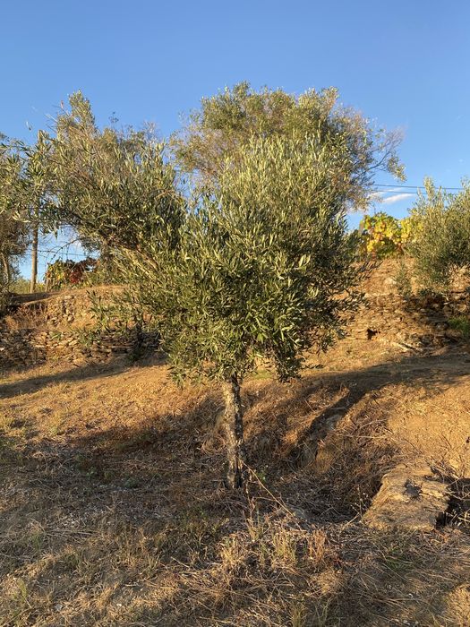 Vendo Oliveiras para Jardim
