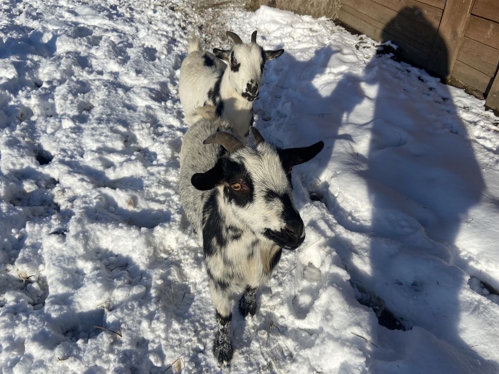 Wypoczynek w górach, agroturystyka, pokoje, zwierzęta, zapraszamy!