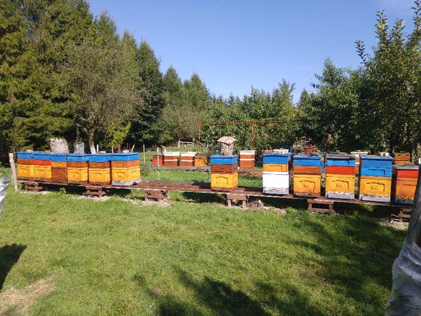 Rodziny pszczele rasa Krainka Dobra, Prima, Hinderhoffer 10 ramkowe