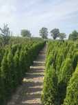 Thuja tuje szmaragd