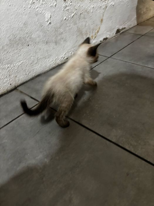 Gatinhos para dar