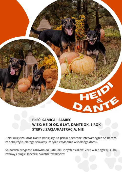 HEIDI I DANTE - psy w dwupaku, ok. roczny pies i ok. 6 letnia suczka