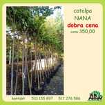 Catalpa NANA , Katalpa 180, 190, 200cm szczepiona